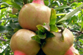 White Pomegranate Tree Live Starter Plant 12-24" - Punica granatum, Drought-Tolerant, Zones 7-11