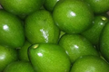 Don Ramon Avocado Tree (Persea americana) - Grafted Live Starter Plant 12-24"