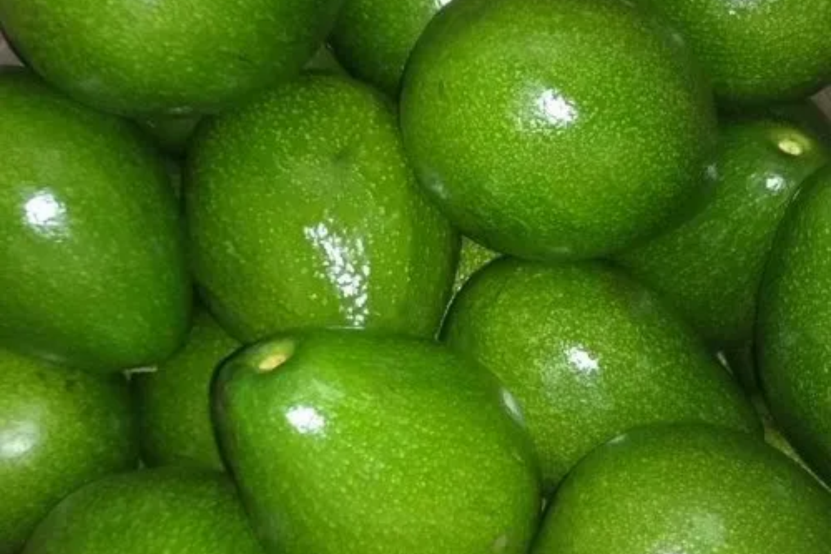 Don Ramon Avocado Tree (Persea americana) - Grafted Live Starter Plant 12-24"