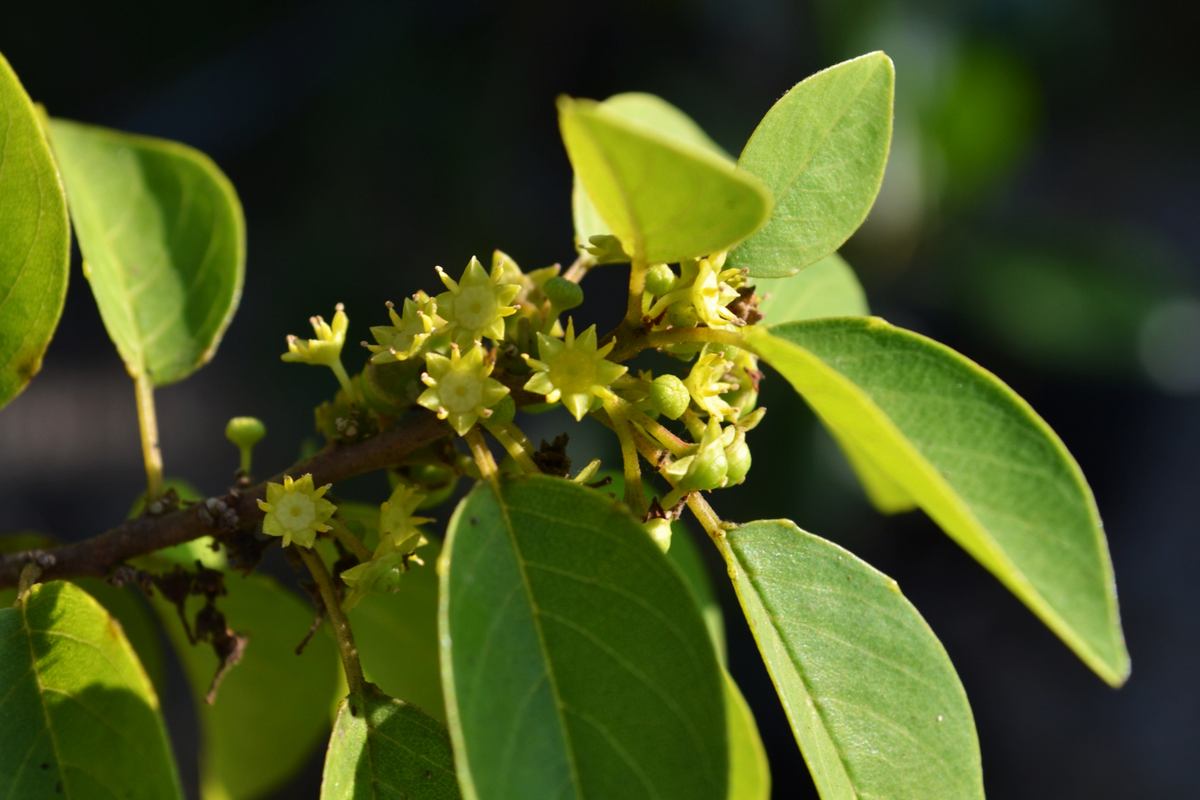 Colubrina elliptica Soldierwood Starter Tree (12-24") – Wildlife-Friendly Evergreen for Coastal Gardens
