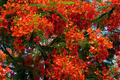 Delonix regia Giant Flame Tree Royal Poinciana - 5 ft Live Starter Plant