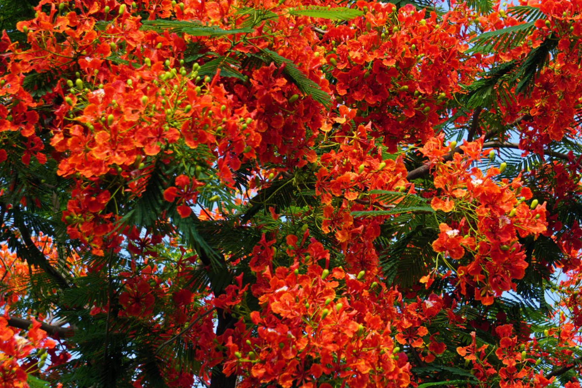 Delonix regia Giant Flame Tree Royal Poinciana - 5 ft Live Starter Plant