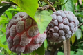 Red Sugar Apple Tree Live 3-4 ft | Annona squamosa | USDA 9-11