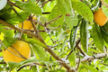 Canistel Tree Starter Plant (Pouteria campechiana) 1-2 ft – Tropical Fruit, Container Ready