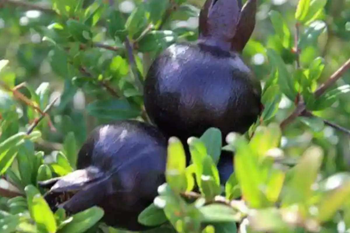 Black Pomegranate Tree Live 1-2 ft Starter Plant | Punica granatum