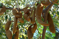 Sour Tamarind Tree Starter Plant - Tamarindus indica 1-2 ft, Drought-Tolerant Tropical Fruit