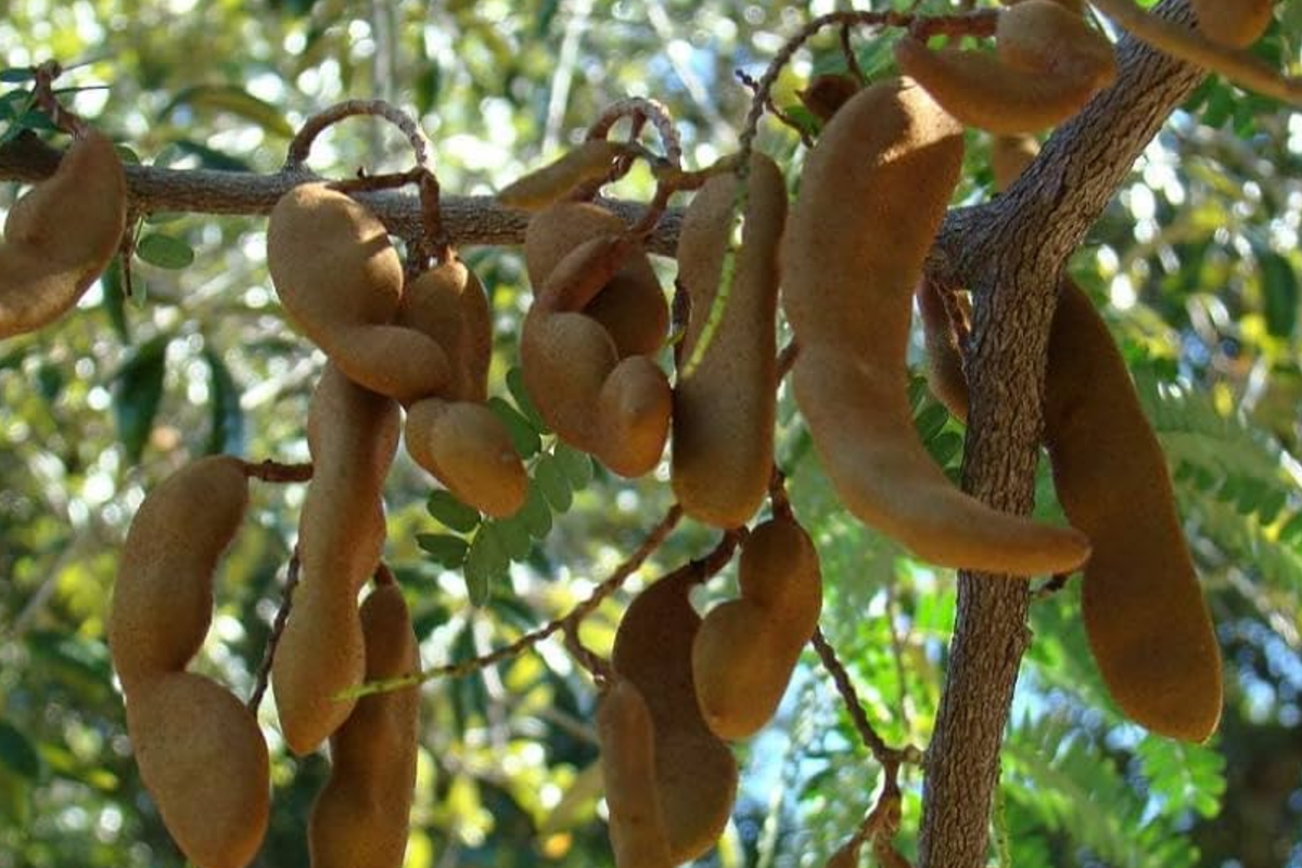 Sour Tamarind Tree Starter Plant - Tamarindus indica 1-2 ft, Drought-Tolerant Tropical Fruit