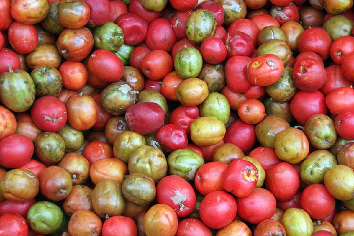 Spanish Plum / Red Mombin Live Spondias purpurea Starter Tree 12-24 in