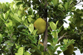 Jackfruit Tree Starter Plant | Artocarpus heterophyllus 1'–2' Live Tree
