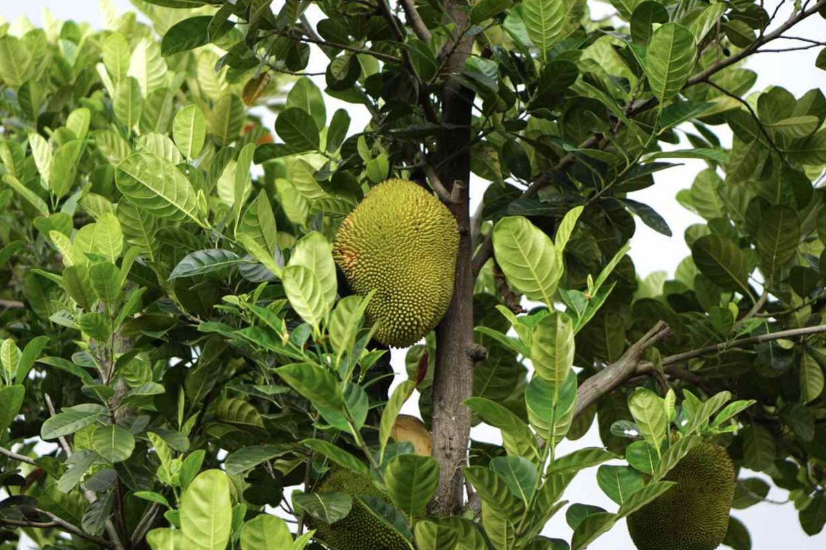 Jackfruit Tree Starter Plant | Artocarpus heterophyllus 1'–2' Live Tree
