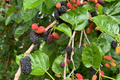 Mulberry Tree (1'-2') Live Starter Plant Morus | Sweet Berries, Easy to Grow