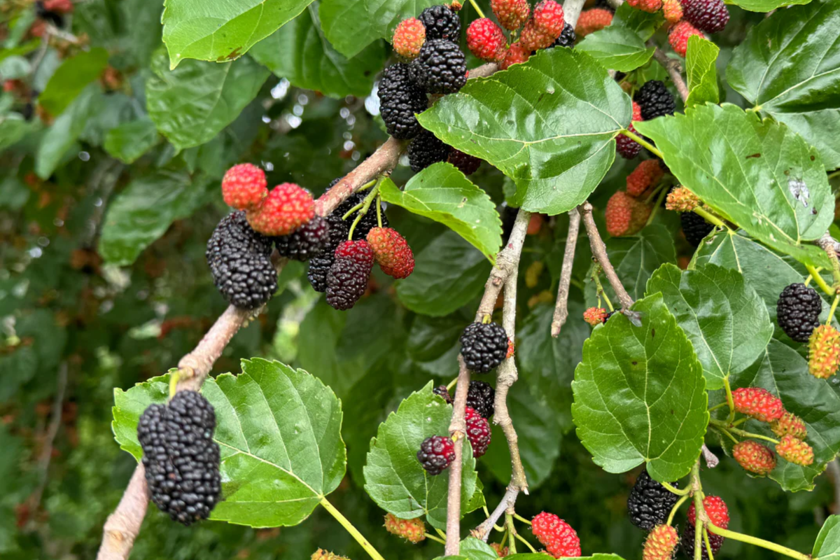 Mulberry Tree (1'-2') Live Starter Plant Morus | Sweet Berries, Easy to Grow