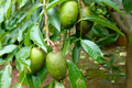 June Plum Tree (Spondias dulcis) - 12-24" Live Starter Tropical Fruit Tree