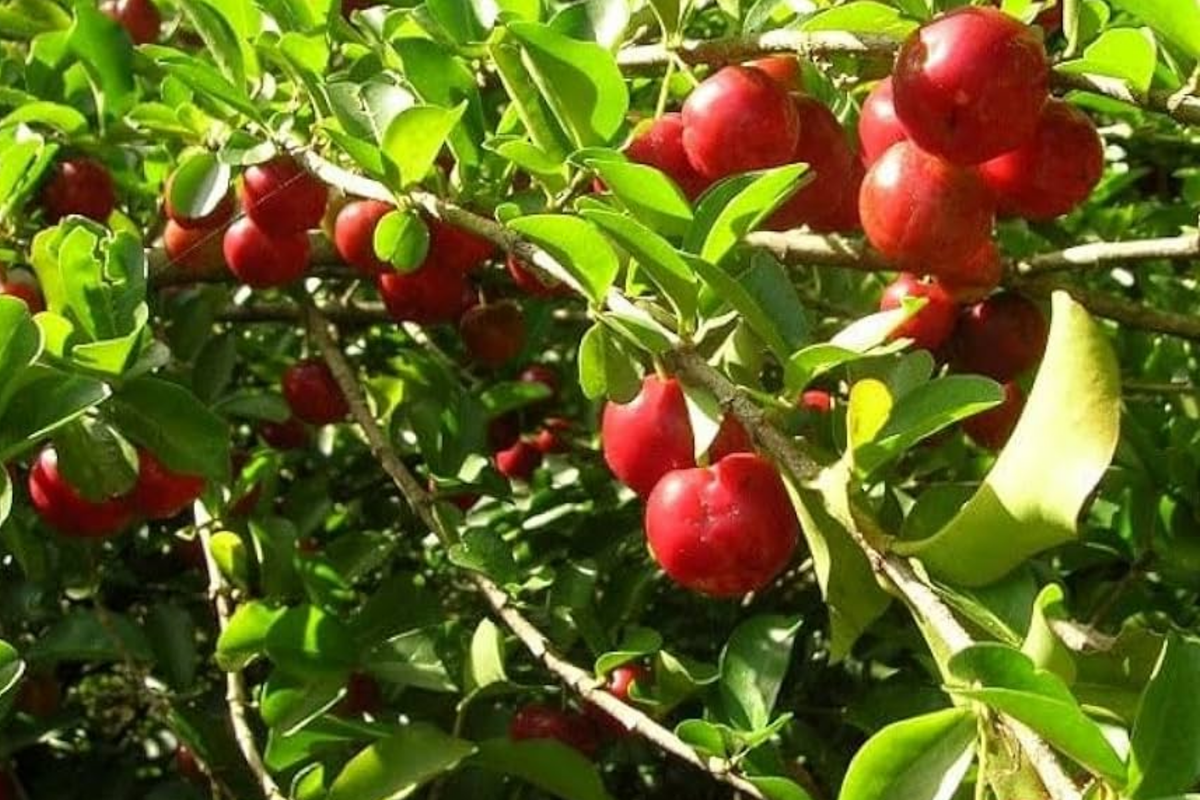 Big Acerola Tree (Malpighia emarginata) - Barbados Cherry Starter Plant, 12"-24", Tropical Fruit Tree