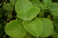 Indian Borage Live Plant (Coleus amboinicus) - 1'-2' Starter Plant, Aromatic Succulent