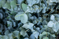 Eucalyptus Baby Blue Starter Plant | Live Rooted Plug - Compact Silver Dollar Eucalyptus