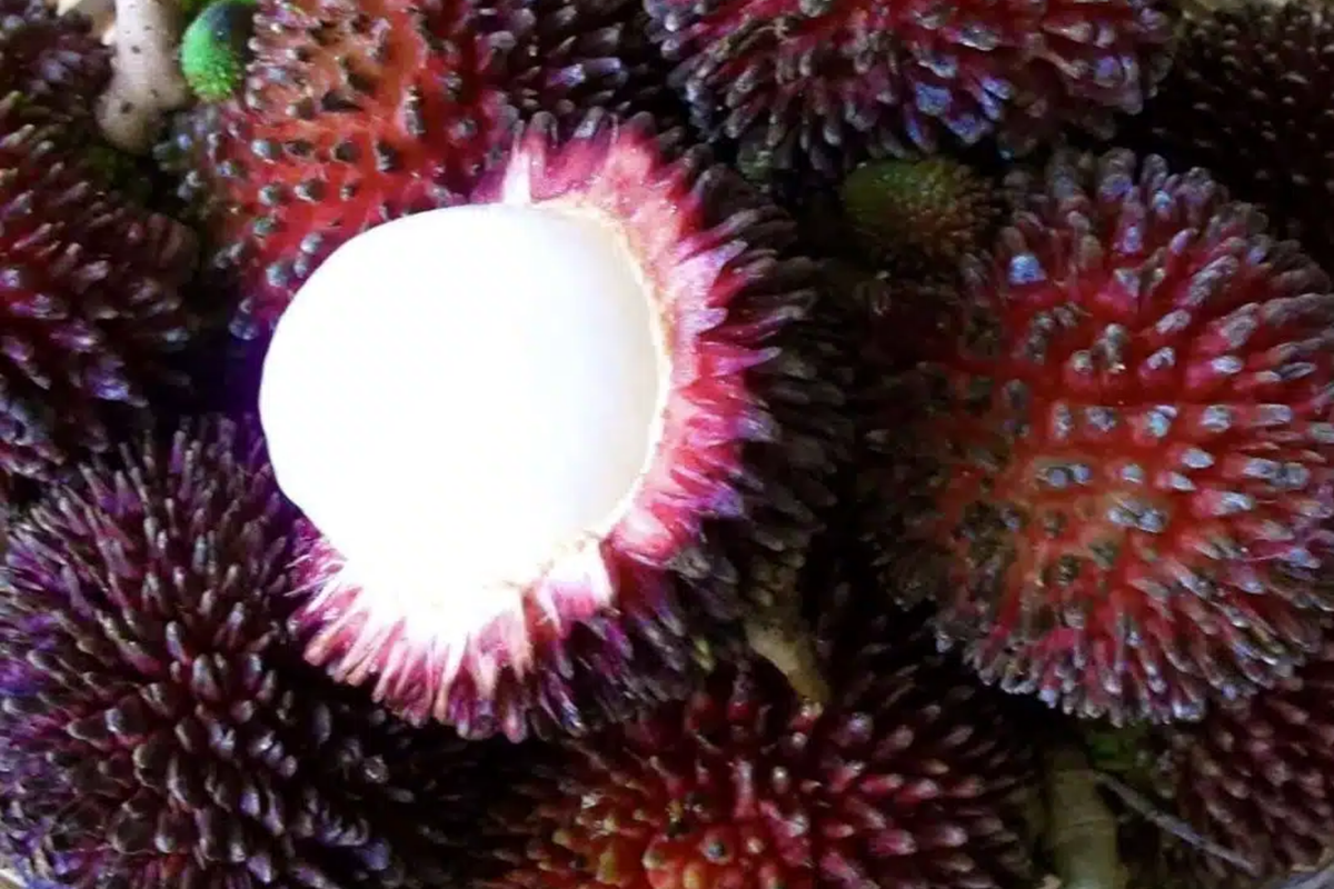 Grafted Pulasan Tree Starter Plant | Nephelium ramboutan-ake 24"-36"