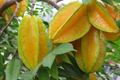 Grafted Star Fruit Tree (Averrhoa carambola) 24-36" Starter Plant - Fast Growing, Tropical