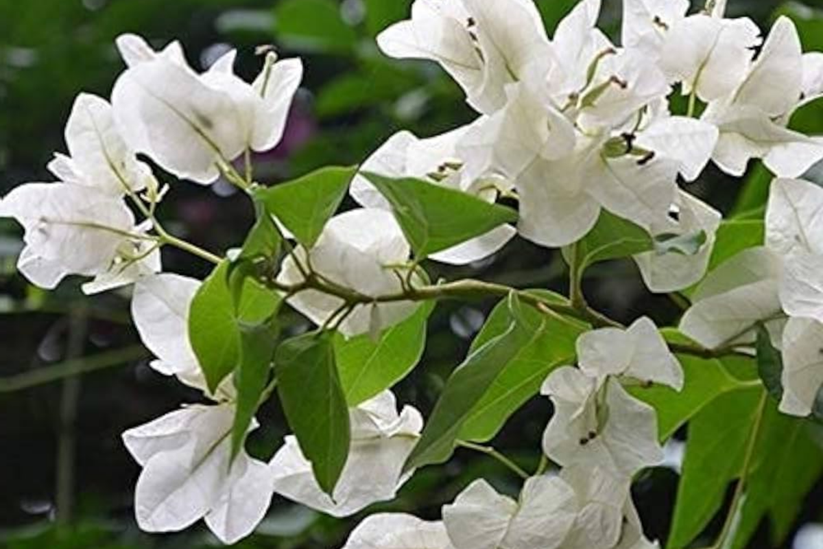 White Trinitaria Bougainvillea Live Plant - 1'–2' Starter Climbing Vine
