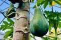 Hanging Papaya Tree (Carica papaya) Starter Plant 1'-2' Live Tropical Fruit