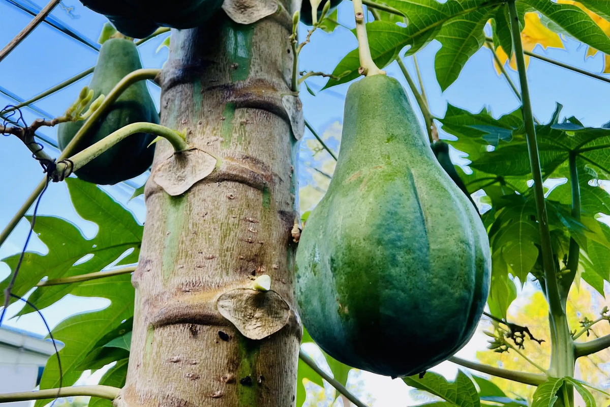 Hanging Papaya Tree (Carica papaya) Starter Plant 1'-2' Live Tropical Fruit