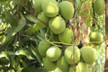 Colombo Kidney Mango Tree (Mangifera indica) - Grafted 3'-4' Starter Plant