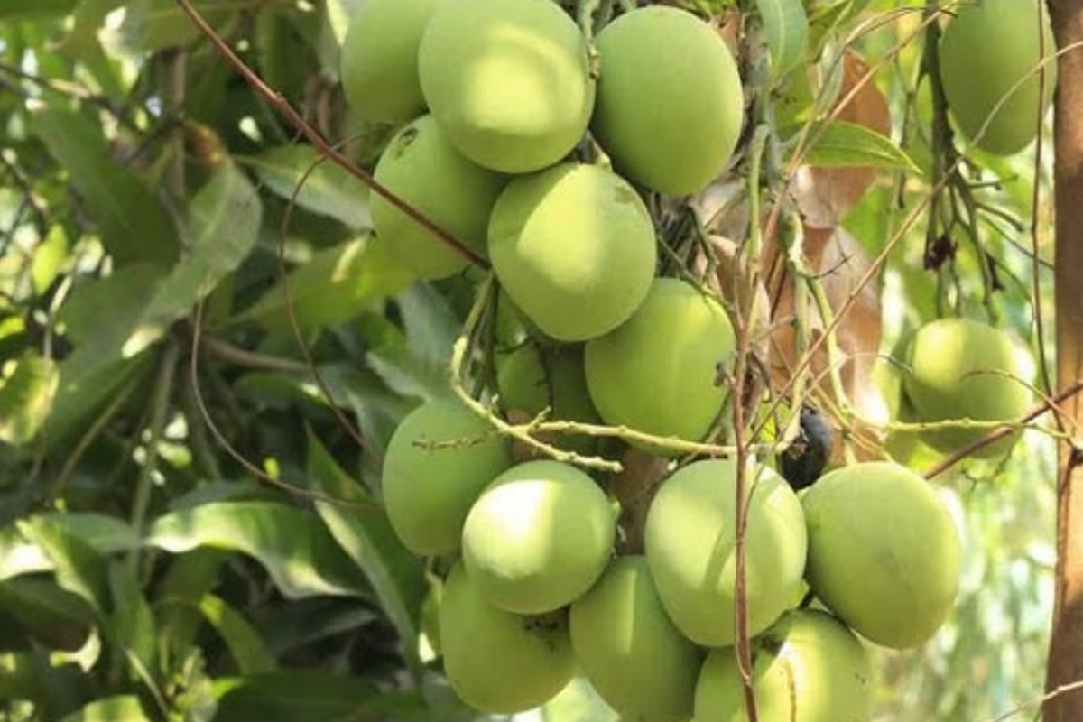 Colombo Kidney Mango Tree (Mangifera indica) - Grafted 3'-4' Starter Plant