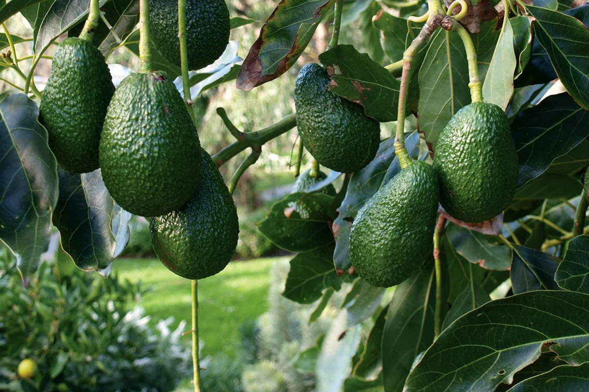 Grafted Hass Avocado Tree (Persea americana) - 12-24" Starter Plant