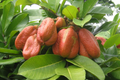 Ackee Starter Plant (Blighia sapida) Live Tropical Fruit Tree 12-24"