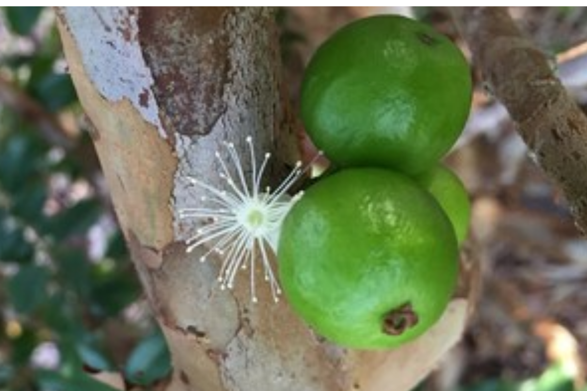 White Jaboticaba Starter Plant (Plinia cauliflora) - 8"-15" Live Tree