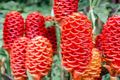Pinecone Ginger Plant (Zingiber zerumbet) - Tropical Starter Plant