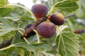 Ficus Fig Tree Starter Plant (Ficus carica) Live Tropical Fruit Tree