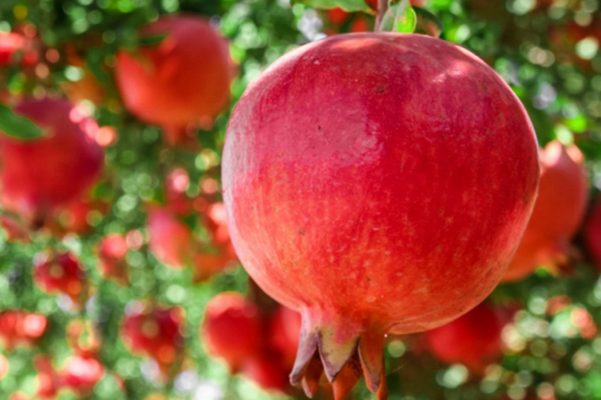 Pomegranate Tree (Punica granatum) Tropical Starter Plant 10-24" – Hardy Fruit Tree for Containers or Gardens
