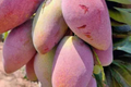Ivory Mango Tree - Grafted 3'-4' Starter Plant, Fiberless Sweet Mango (Mangifera spp.)