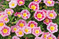 Rose Ensign Dwarf Morning Glory Seeds - Rose Pink Blooms, Compact 8", Long-Blooming, Pollinator-Friendly (Convolvulus tricolor)
