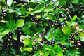 Grumichama Tree (Eugenia brasiliensis) 1-2' Starter - Brazilian Cherry