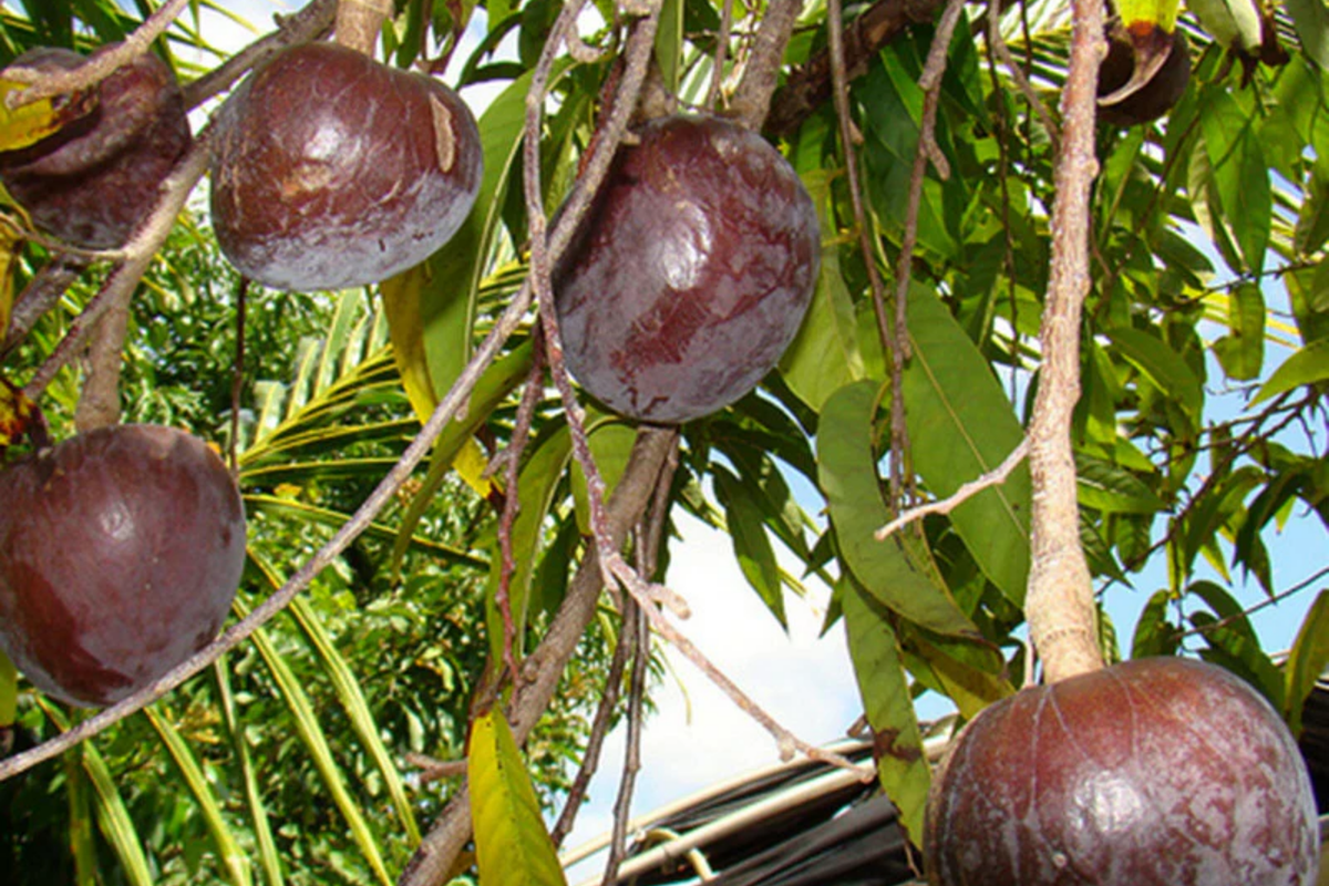 Bullock's Heart Tree (Annona reticulata) 12" Starter - Unique Heart-Shaped Tropical Fruit