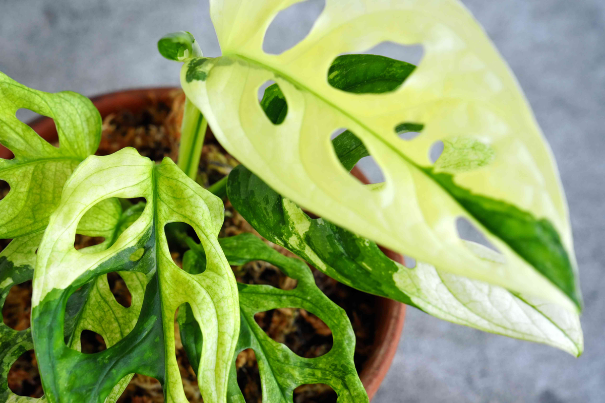 Monstera Adansonii (Swiss Cheese Plant) Live Starter Plant – 6" Cutting