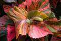 Copper Leaf Plant (Acalypha wilkesiana) 12-24" Starter Plant | Vibrant, Easy-Care Shrub