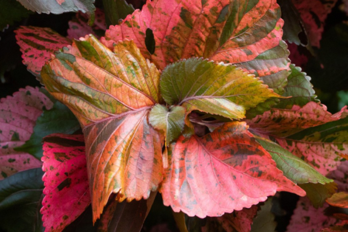 Copper Leaf Plant (Acalypha wilkesiana) 12-24" Starter Plant | Vibrant, Easy-Care Shrub