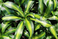 Corn Plant Cutting (Dracaena fragrans) 6" Starter Plant – Easy Care Indoor Houseplant