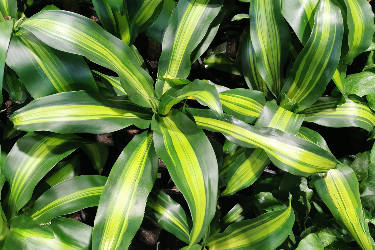 Corn Plant Cutting (Dracaena fragrans) 6" Starter Plant – Easy Care Indoor Houseplant
