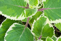 Variegated Indian Borage Starter Plant (Coleus amboinicus) – 1'–2' Tall Aromatic Foliage