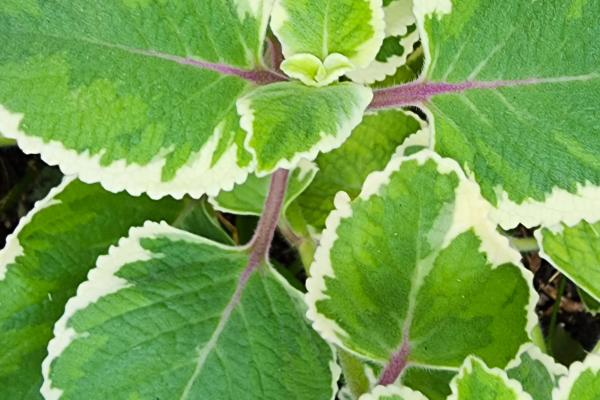 Variegated Indian Borage Starter Plant (Coleus amboinicus) – 1'–2' Tall Aromatic Foliage