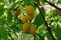 Bumpy Lemon (Garcinia madruno) Starter Plant – 12-24 in, Tropical Fruit Tree