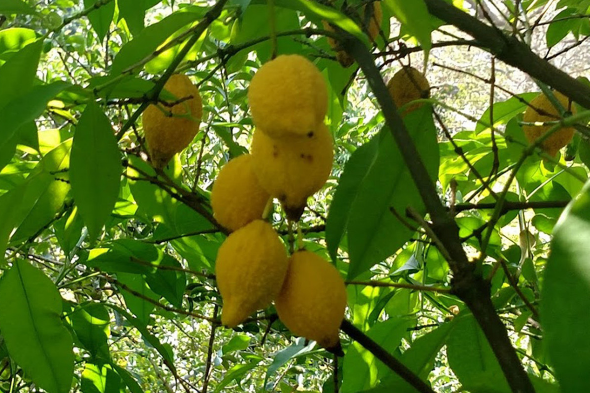 Bumpy Lemon (Garcinia madruno) Starter Plant – 12-24 in, Tropical Fruit Tree