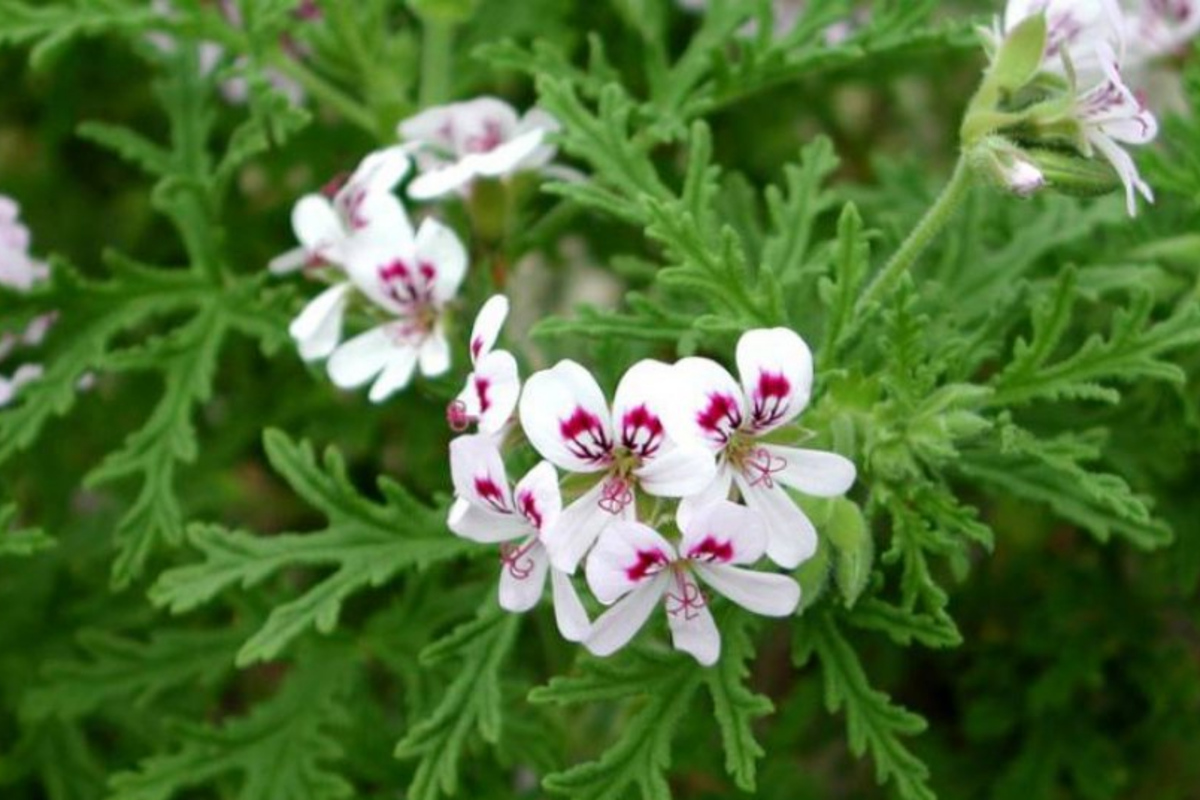Geranium Pelargonium 'Scented Variegated' — 2 Live 6