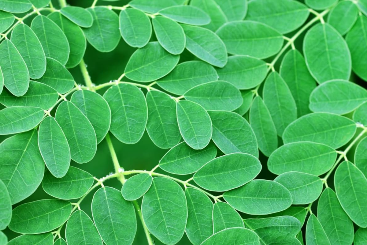 Moringa oleifera Rooted Live Plant - 8+" | Tree of Life