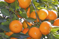 Satsuma Fruit Tree Citrus unshiu Live Seedling 4-10 in Bare-Root - Sweet Orange