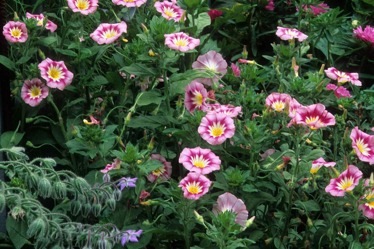 Rose Ensign Dwarf Morning Glory Seeds - Rose Pink Blooms, Compact 8", Long-Blooming, Pollinator-Friendly (Convolvulus tricolor)